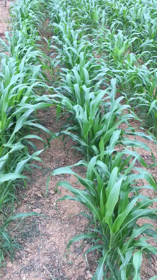 鑫农丰进口高丹草种子 进口牧草草籽 猪牛羊鱼草春夏播高产牧草种子